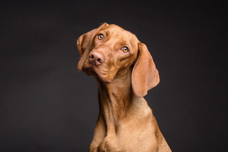 Porträtt av en brun hund